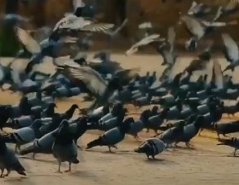 Dünya Bizim Evimiz seslendirenler