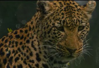 Leoparlarla Yaşam belgesel