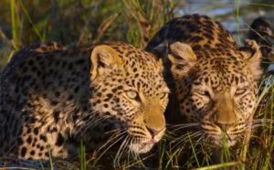 Leoparlarla Yaşam Seslendirme